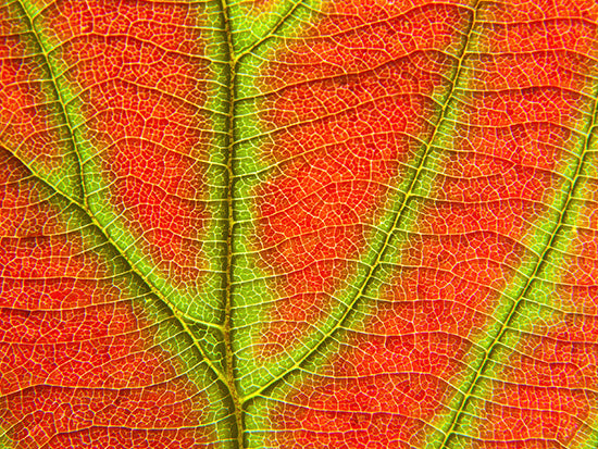 Spring Time Nature Art Project